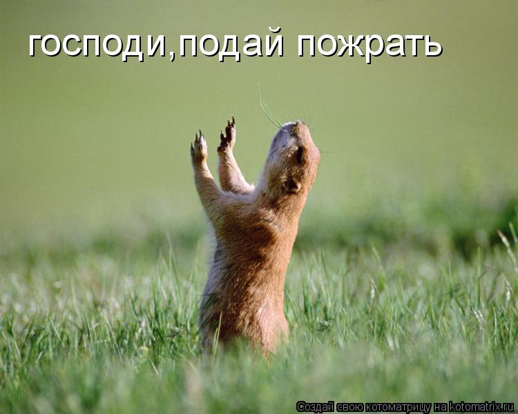 господи,подай пожрать... Котоматрица: господи,подай пожрать