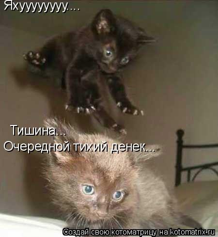 Котоматрица: Яхуууууууу.... Тишина... Очередной тихий денек...