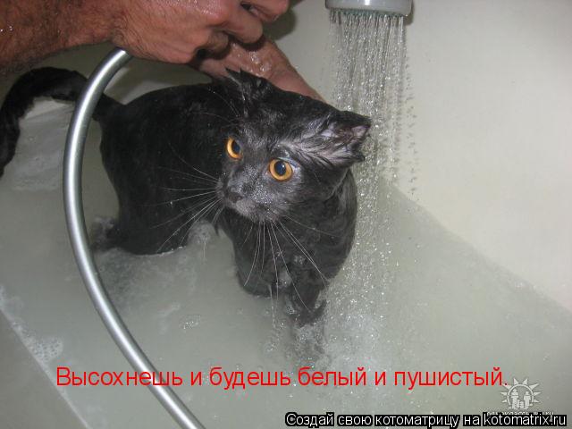 Высохнешь и будешь белый и пушистый.... Котоматрица: Высохнешь и будешь белый и пушистый.
