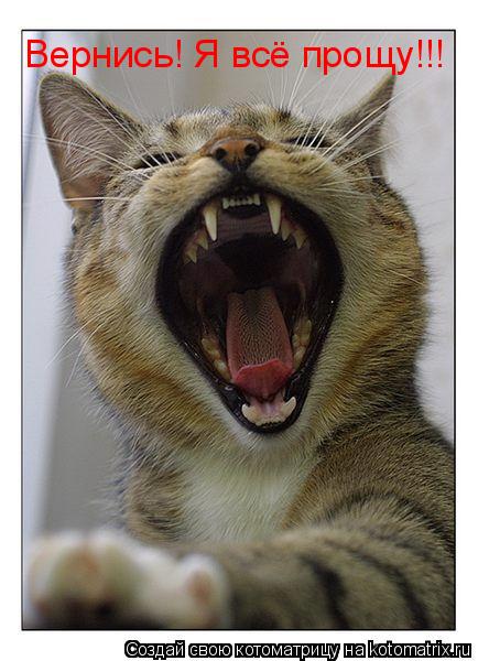 Вернись! Я всё прощу!!!... Котоматрица: Вернись! Я всё прощу!!!
