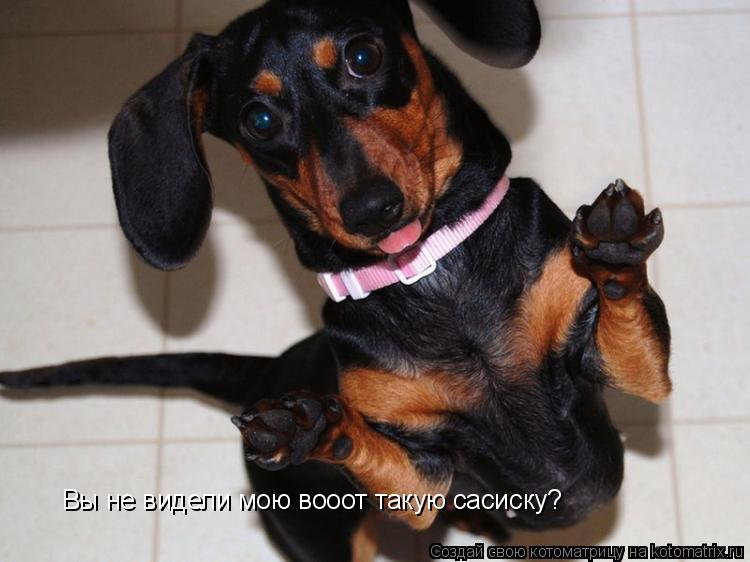 Вы не видели мою вооот такую сасиску?... Котоматрица: Вы не видели мою вооот такую сасиску?