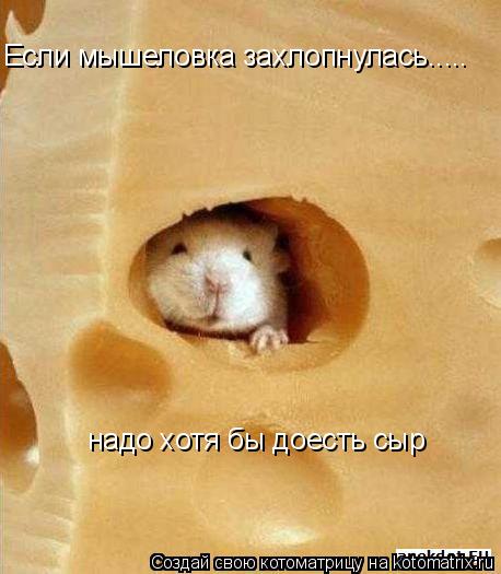 Если мышеловка захлопнулась..... надо хотя бы доесть сыр... Котоматрица: Если мышеловка захлопнулась..... надо хотя бы доесть сыр
