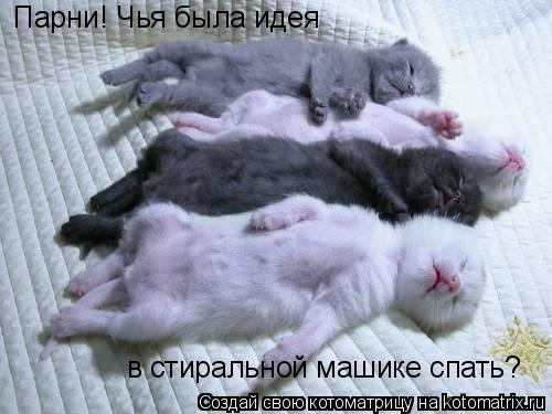 Парни! Чья была идея в стиральной машике спать?... Котоматрица: Парни! Чья была идея в стиральной машике спать?