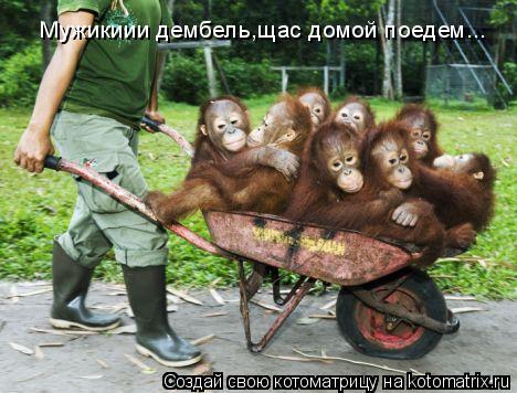 Мужикиии дембель,щас домой поедем...... Котоматрица: Мужикиии дембель,щас домой поедем...
