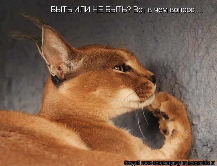 БЫТЬ ИЛИ НЕ БЫТЬ? Вот в чем вопрос....... Котоматрица: БЫТЬ ИЛИ НЕ БЫТЬ? Вот в чем вопрос....