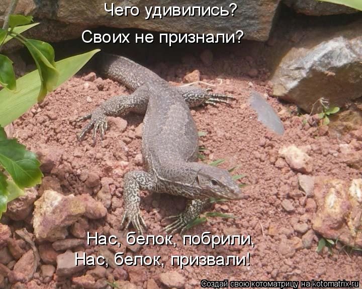 Чего удивились? Своих не признали? Нас, белок, побрили, Нас, белок, призвали!... Котоматрица: Чего удивились? Своих не признали? Нас, белок, побрили, Нас, белок, призвали!