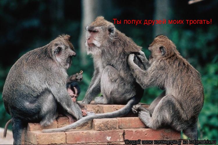 Ты попух друзей моих трогать!... Котоматрица: Ты попух друзей моих трогать!