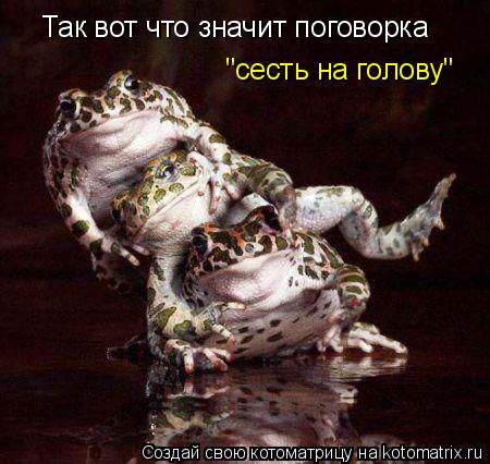 Котоматрица: Так вот что значит поговорка "сесть на голову"