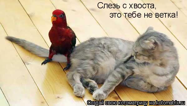 Слезь с хвоста, это тебе не ветка!... Котоматрица: Слезь с хвоста, это тебе не ветка!