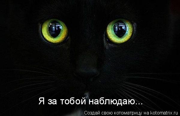 Котоматрица: Я за тобой наблюдаю...