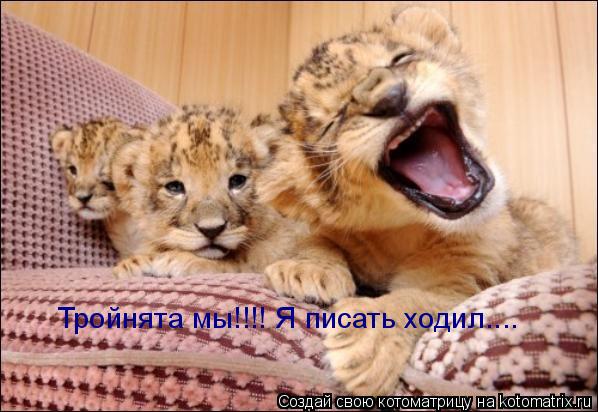 Тройнята мы!!!! Я писать ходил....... Котоматрица: Тройнята мы!!!! Я писать ходил....