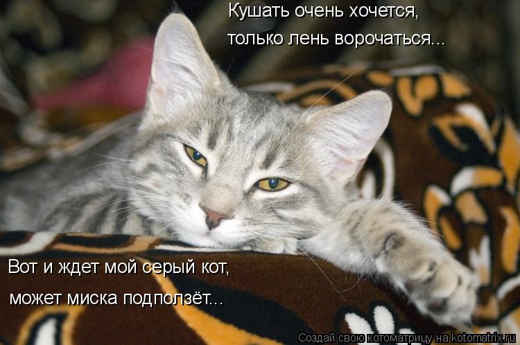 Котоматрица: Кушать очень хочется, только лень ворочаться... Вот и ждет мой серый кот, может миска подползёт...
