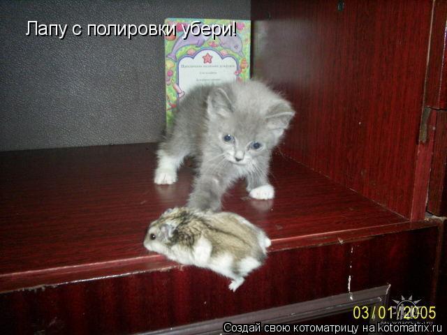 Лапу с полировки убери!... Котоматрица: Лапу с полировки убери!