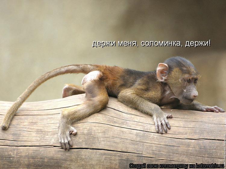 держи меня, соломинка, держи!... Котоматрица: держи меня, соломинка, держи!