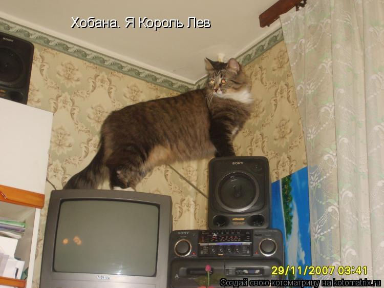 Котоматрица: Хобана. Я Король Лев
