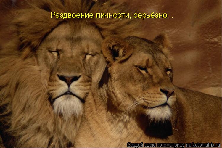 Раздвоение личности, серьёзно...... Котоматрица: Раздвоение личности, серьёзно...