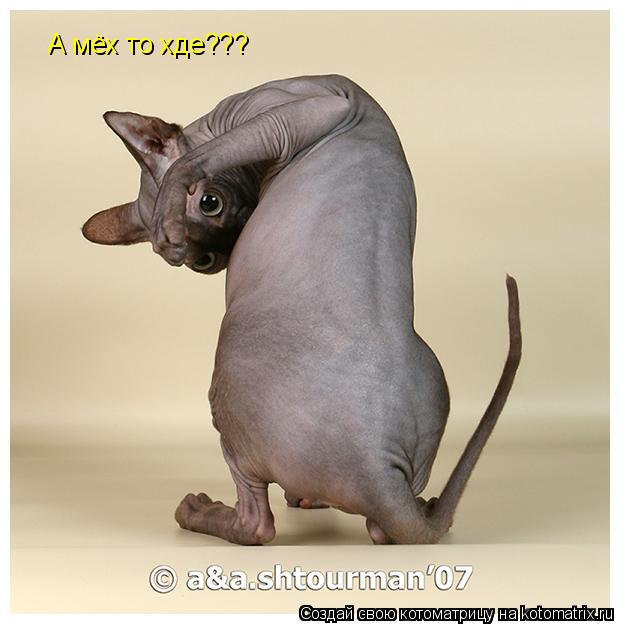 Котоматрица: А мёх то хде???