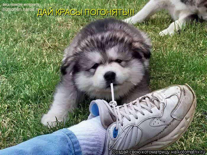 ДАЙ КРАСЫ ПОГОНЯТЬ!!!... Котоматрица: ДАЙ КРАСЫ ПОГОНЯТЬ!!!