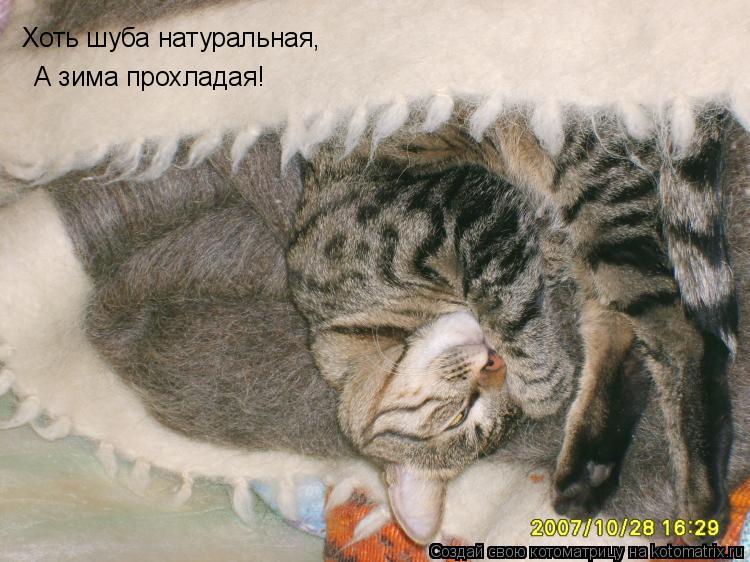 Хоть шуба натуральная, А зима прохладая!... Котоматрица: Хоть шуба натуральная, А зима прохладая!