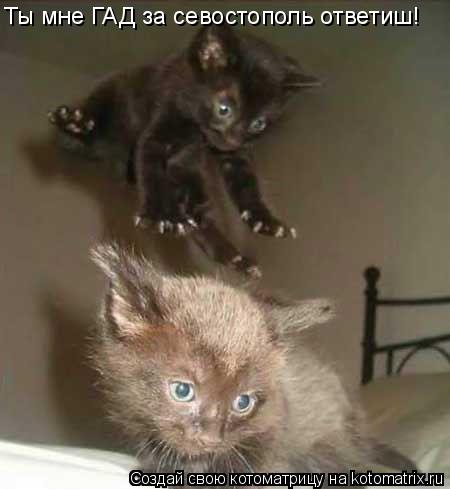 Котоматрица: Ты мне ГАД за севостополь ответиш!