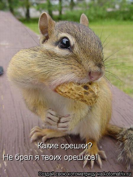 Не брал я твоих орешков! Какие орешки?... Котоматрица: Не брал я твоих орешков! Какие орешки?