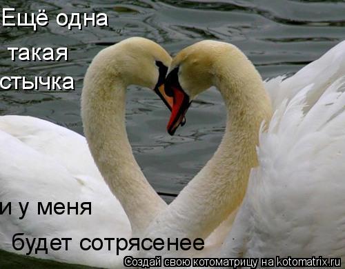 Котоматрица: такая стычка Ещё одна будет сотрясенее и у меня