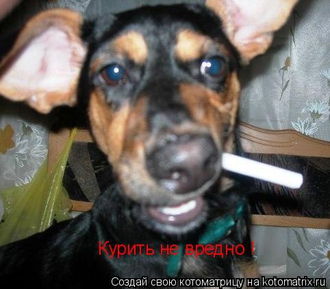 Курить не вредно !... Котоматрица: Курить не вредно !