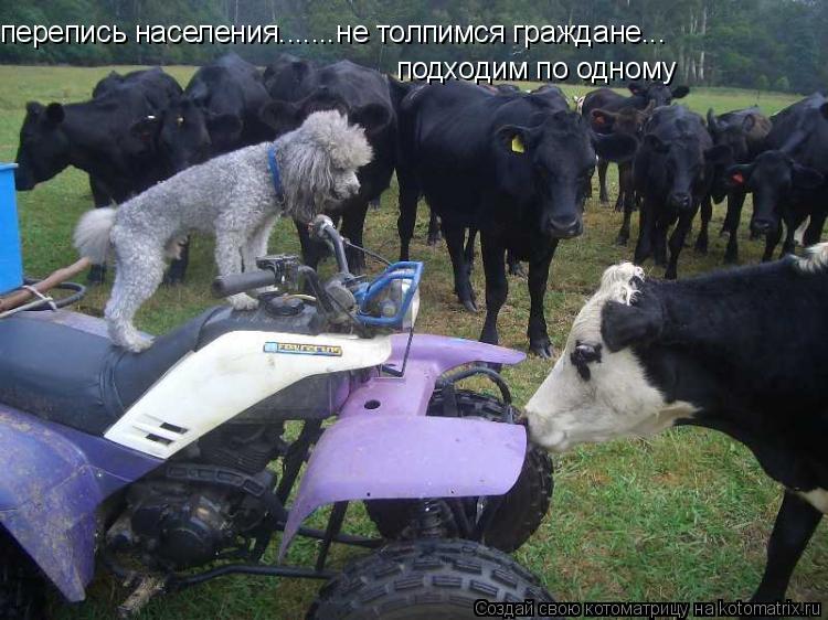 перепись населения.......не толпимся граждане... подходим по одному... Котоматрица: перепись населения.......не толпимся граждане... подходим по одному