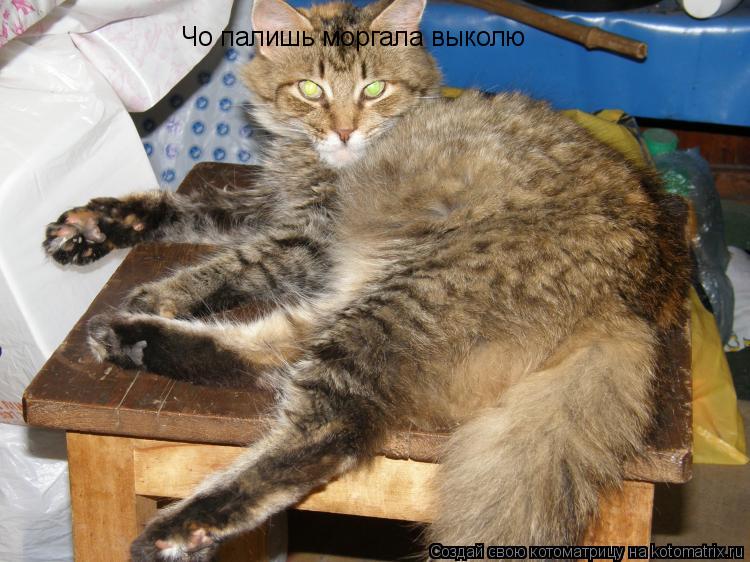 Чо палишь моргала выколю... Котоматрица: Чо палишь моргала выколю