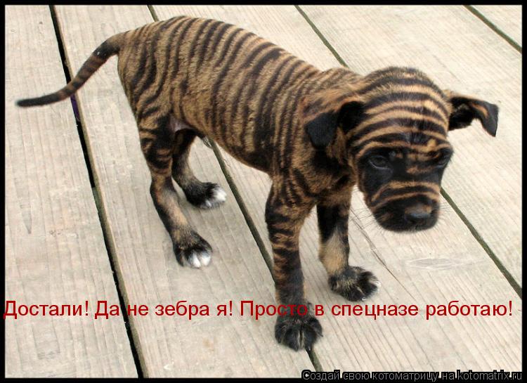Достали! Да не зебра я! Просто в спецназе работаю!... Котоматрица: Достали! Да не зебра я! Просто в спецназе работаю!