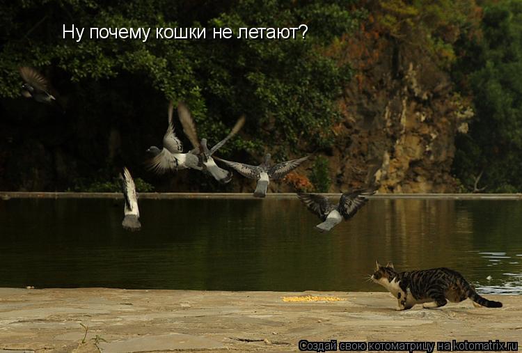 Котоматрица: Ну почему кошки не летают?