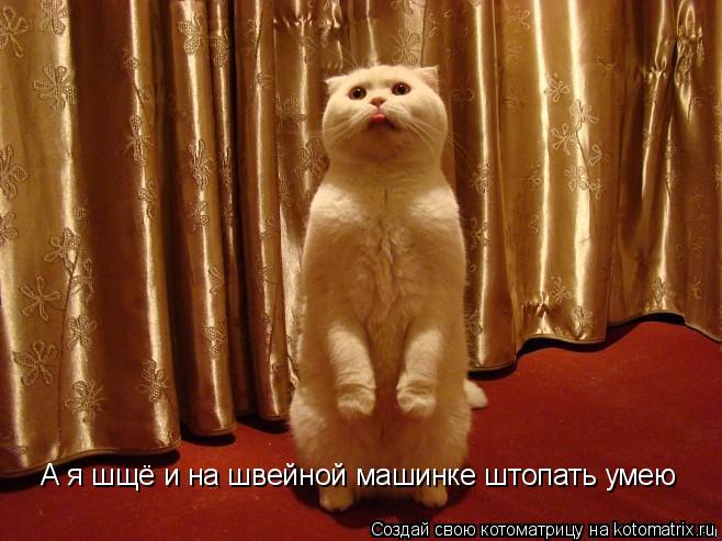 А я шщё и на швейной машинке штопать умею... Котоматрица: А я шщё и на швейной машинке штопать умею