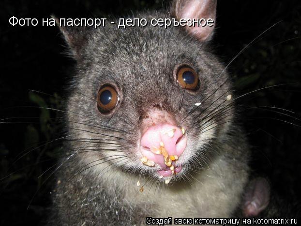 Фото на паспорт - дело серъезное... Котоматрица: Фото на паспорт - дело серъезное