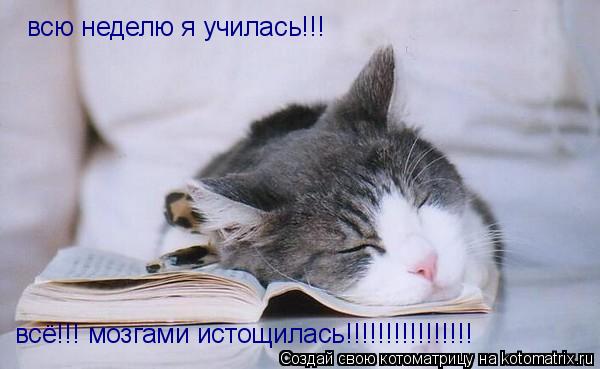 Котоматрица: всю неделю я училась!!! всё!!! мозгами истощилась!!!!!!!!!!!!!!!!