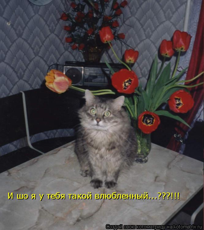 И шо я у тебя такой влюбленный...???!!!... Котоматрица: И шо я у тебя такой влюбленный...???!!!