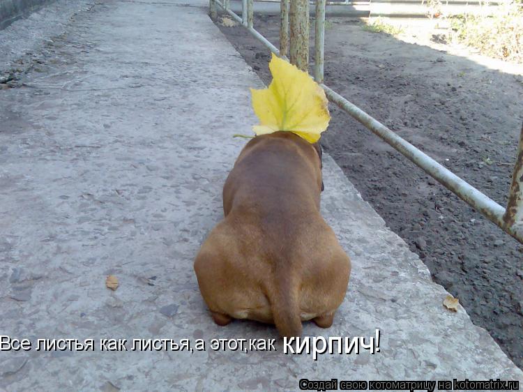 Все листья как листья,а этот,как кирпич !... Котоматрица: Все листья как листья,а этот,как кирпич !