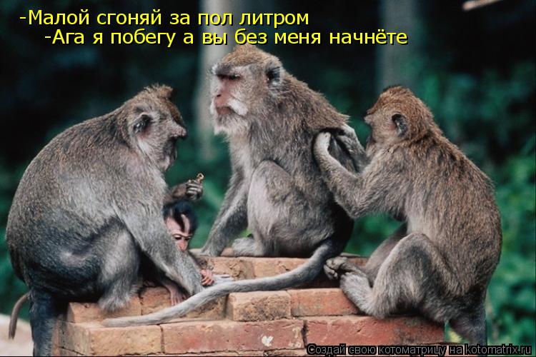 -Малой сгоняй за пол литром -Ага я побегу а вы без меня начнёте... Котоматрица: -Малой сгоняй за пол литром -Ага я побегу а вы без меня начнёте