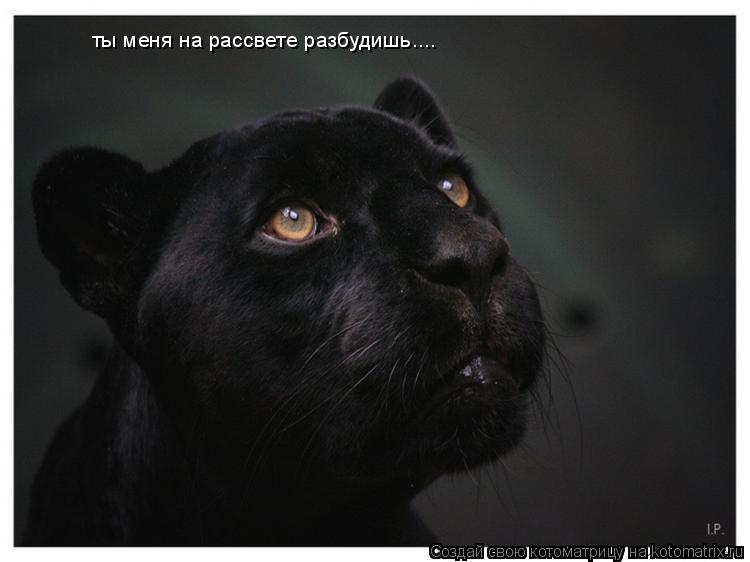 ты меня на рассвете разбудишь....... Котоматрица: ты меня на рассвете разбудишь....