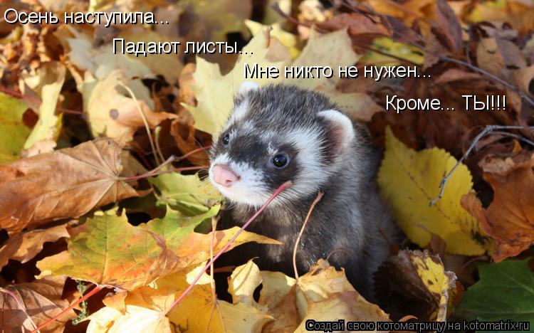Осень наступила... Падают листы... Мне никто не нужен... Кроме... ТЫ!!!... Котоматрица: Осень наступила... Падают листы... Мне никто не нужен... Кроме... ТЫ!!!