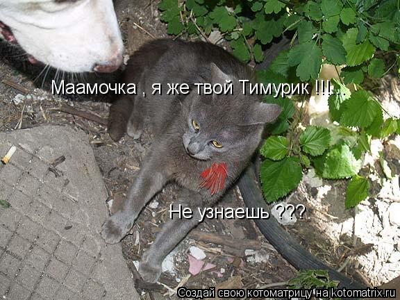 Маамочка , я же твой Тимурик !!!... Маамочка , я же твой Тимурик !!!... Не узнаешь ???... Котоматрица: Маамочка , я же твой Тимурик !!!... Маамочка , я же твой Тимурик !!!... Не узнаешь ???