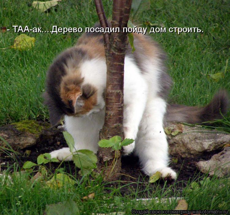 - ТАА-ак....Дерево посадил пойду дом строить.... Котоматрица: - ТАА-ак....Дерево посадил пойду дом строить.