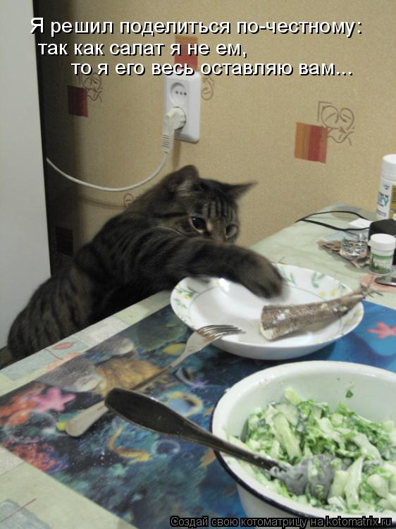 Котоматрица: Я решил поделиться по-честному:  так как салат я не ем,  то я его весь оставляю вам...