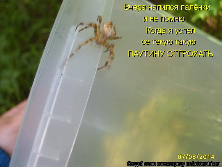 Вчера напился палёнки и не помню Когда я успел се текую такую ПАУТИНУ ОТГРОХАТЬ... Котоматрица: Вчера напился палёнки и не помню Когда я успел се текую такую ПАУТИНУ ОТГРОХАТЬ