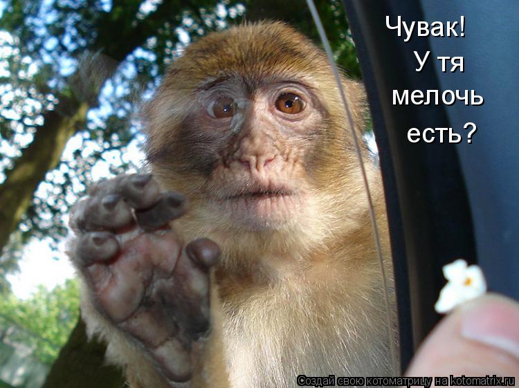 Чувак! У тя мелочь есть?... Котоматрица: Чувак! У тя мелочь есть?