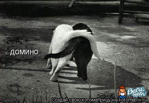 домино... Котоматрица: домино
