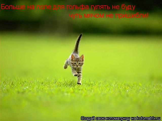 Больше на поле для гольфа гулять не буду чуть мячом не пришибли!... Котоматрица: Больше на поле для гольфа гулять не буду чуть мячом не пришибли!