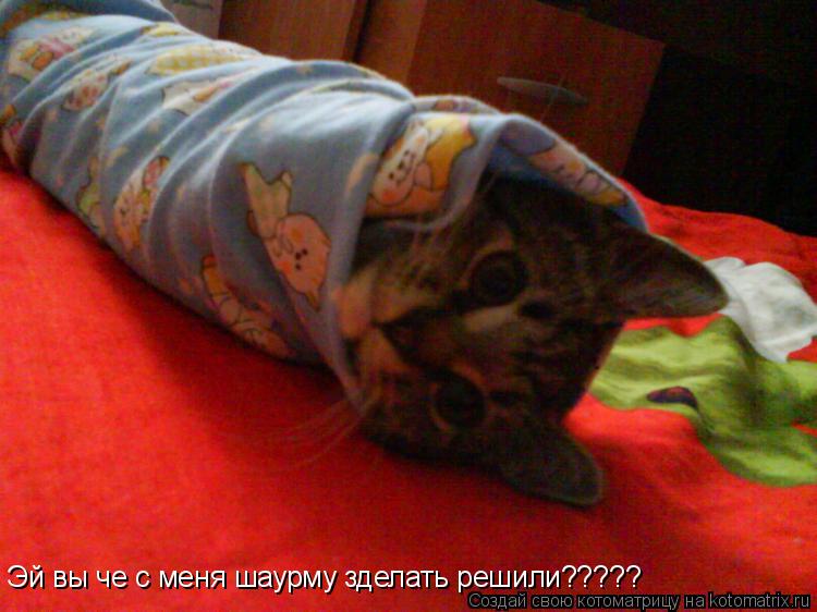 Эй вы че с меня шаурму зделать решили?????... Котоматрица: Эй вы че с меня шаурму зделать решили?????