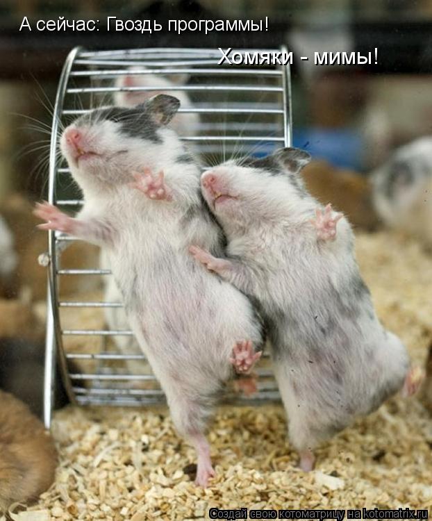 А сейчас: Гвоздь программы! Хомяки - мимы!... Котоматрица: А сейчас: Гвоздь программы! Хомяки - мимы!