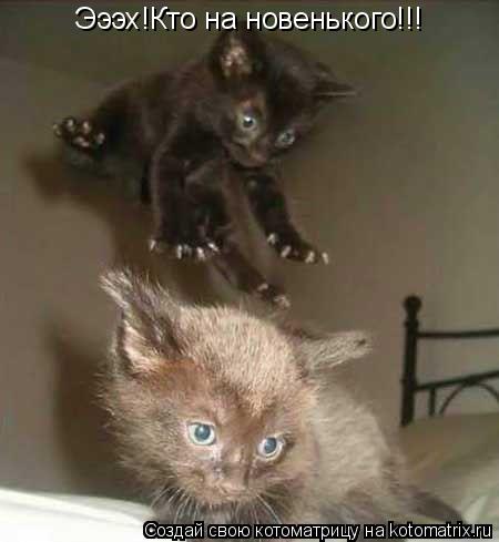 Котоматрица: Эээх!Кто на новенького!!!