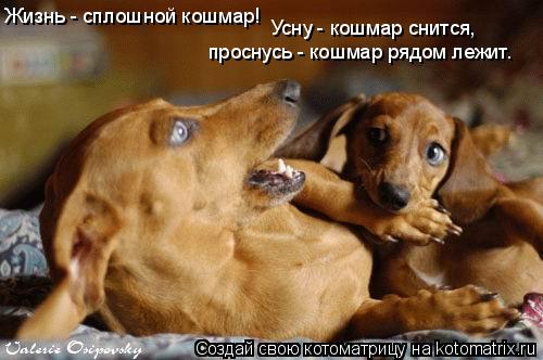 Жизнь - сплошной кошмар! Усну - кошмар снится, проснусь - кошмар рядом лежит.... Котоматрица: Жизнь - сплошной кошмар! Усну - кошмар снится, проснусь - кошмар рядом лежит.